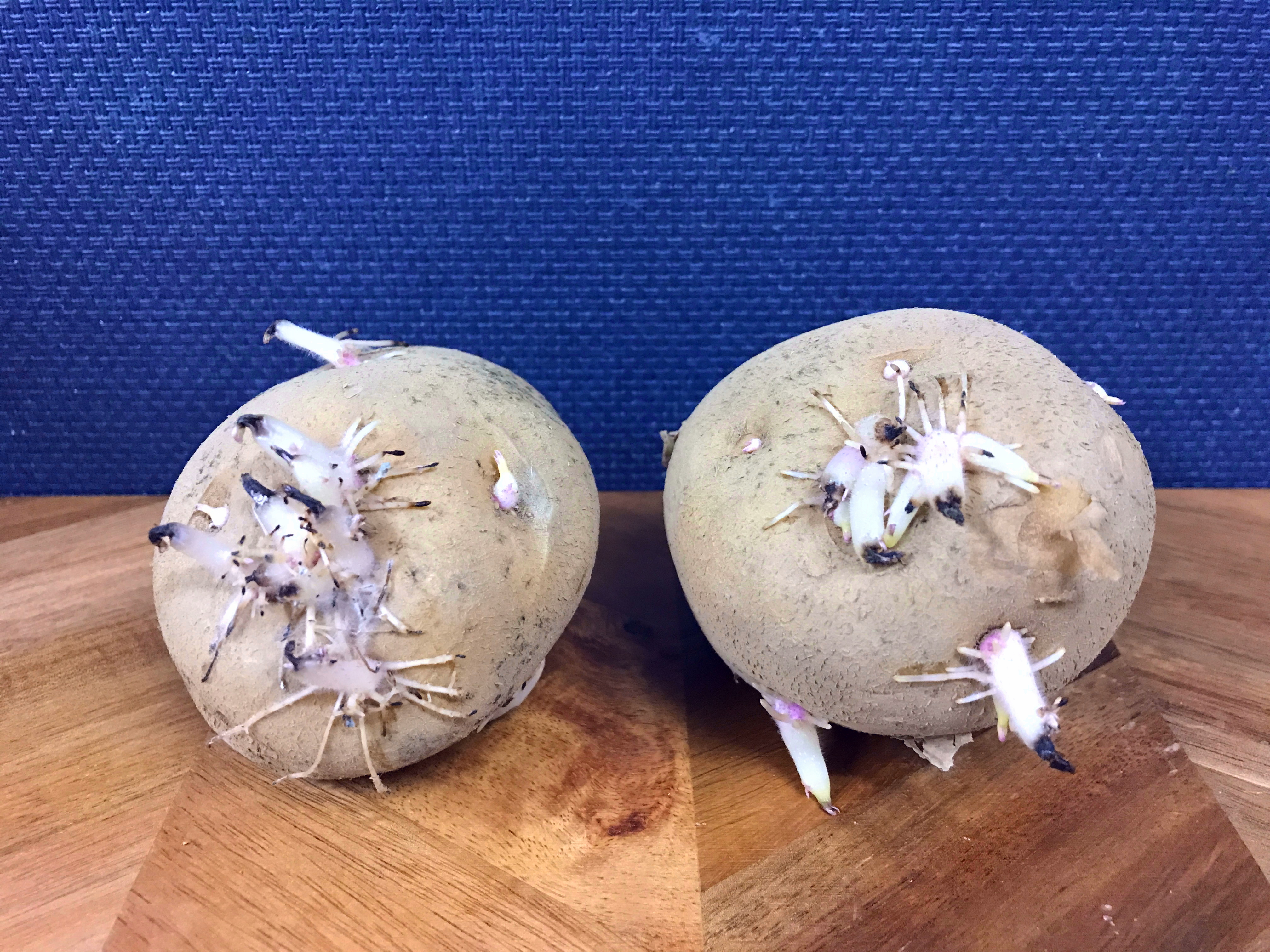 芽が出て伸びてしまったじゃがいも